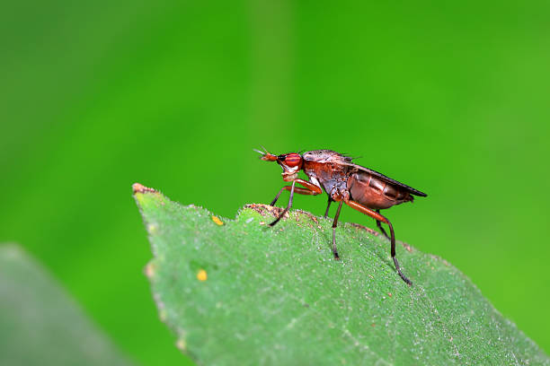 istock Flies on plants in the nature, North China Plain 2227781243
