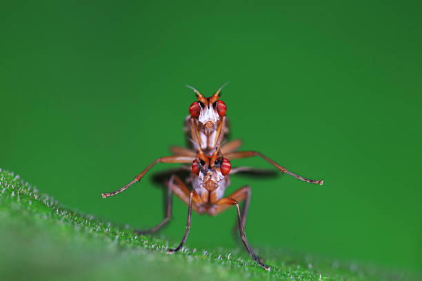 istock Flies on plants in the nature, North China Plain 2227781245