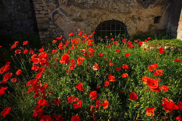 Pompeii blooms with spring's bright flowers.