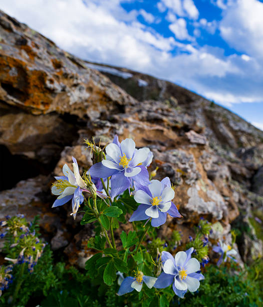 A cluster of Colorado blue columbine wildflowers (Aquilegia coerulea) in bloom among rocky terrain in a high alpine setting. Captured under a dramatic summer sky in the mountains, this image highlights the fragile beauty of native flora thriving in a rugged environment.