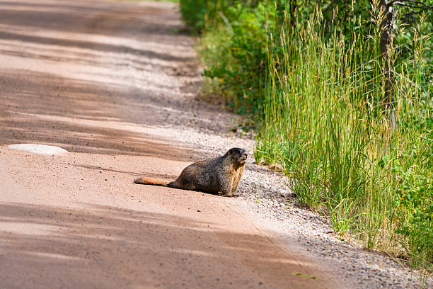 A Himalayan marmot looks at the camera