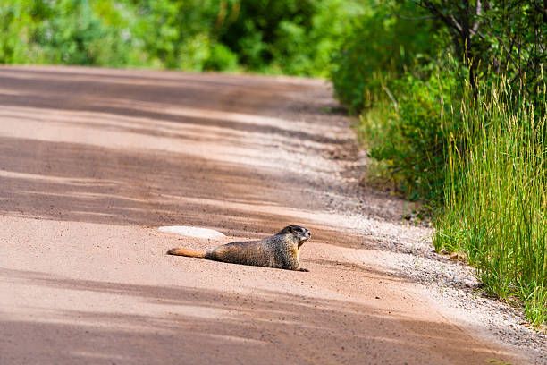 istock Marmot Lying in Road 2227783532