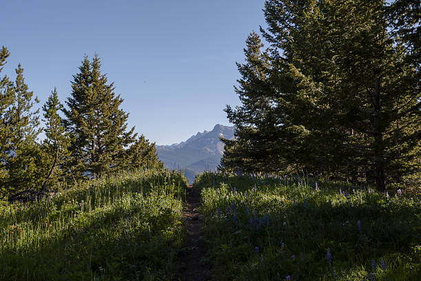 Pathway across mountain meadow in forest, distant mountains, Crowsnest Pass, Alberta