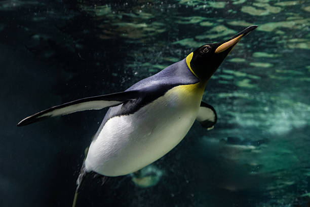 istock A magnificent king penguin (Aptenodytes patagonicus) glides effortlessly underwater, with the shimmering surface above and the deep blue depths below 2227783601