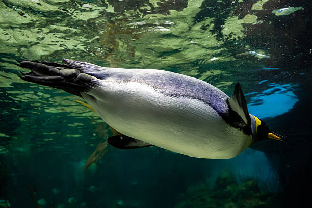 istock A magnificent king penguin (Aptenodytes patagonicus) glides effortlessly underwater, with the shimmering surface above and the deep blue depths below 2227783603