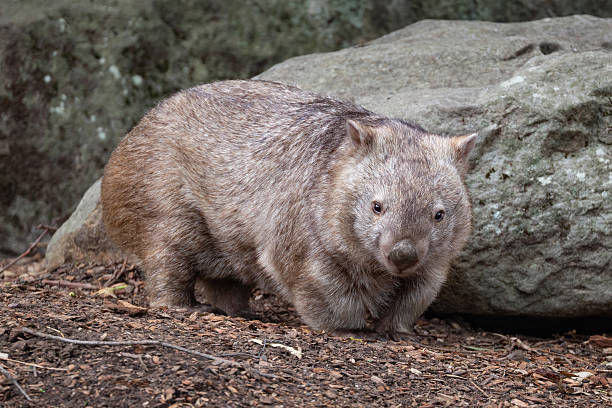 istock A charming wombat (Vombatus ursinus) stands in a rocky clearing within an Australian forest, its sturdy body covered in thick fur as it curiously surveys its surroundings 2227783635
