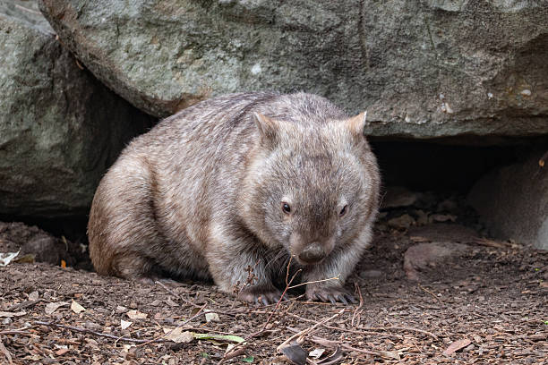 istock A charming wombat (Vombatus ursinus) rests in a rocky clearing within an Australian forest, its sturdy body covered in thick fur as it curiously surveys its surroundings 2227783641