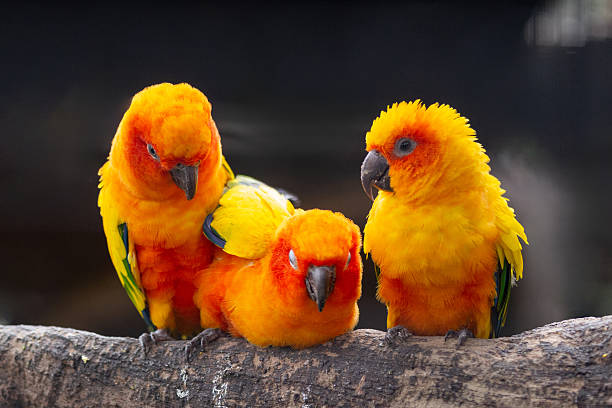 istock Three vibrant sun conures (Aratinga solstitialis) perch closely together on a branch, gently preening each other with their beaks 2227783660