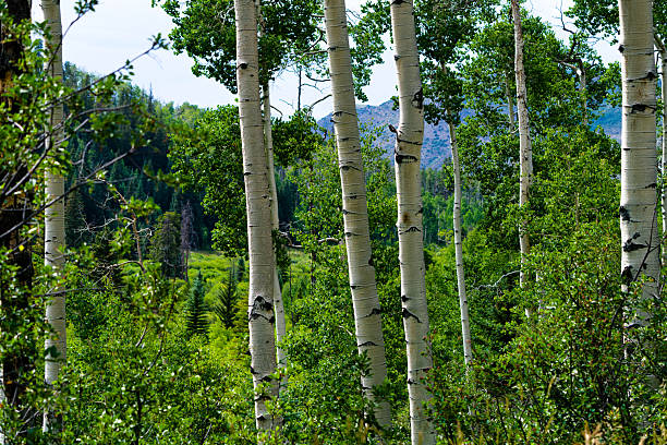 Vertical trunks of quaking aspen trees (Populus tremuloides) stand amid lush green understory in a Rocky Mountain forest during midsummer. The pale bark, dark scars, and vibrant foliage create a striking natural pattern, conveying the vitality of high-elevation woodlands.