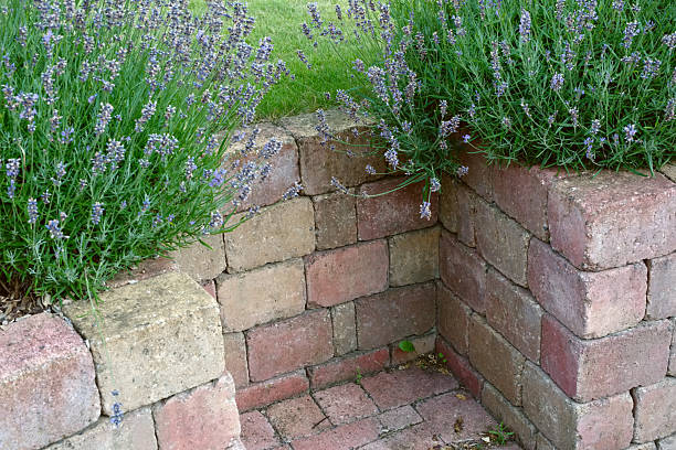 A tranquil garden features Lavandula angustifolia blooms gracefully cascading over a rustic brick wall. This peaceful and charming setting evokes serenity, highlighting the natural wonder of Denmark's scenic beauty.