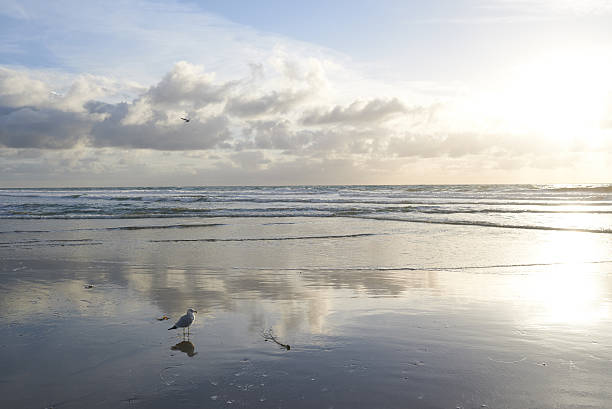Bird In Flight Low Over Sand Beach With Reflection Ocean Waves In Background California