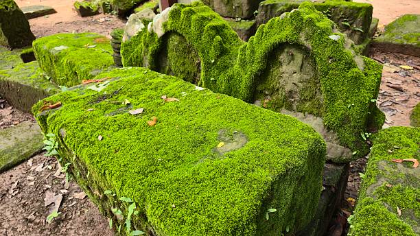 Ta Prohm, Cambodia - 3 July 2025. Moss covered stone blocks with leaves rest on the ground near the temple ruins.