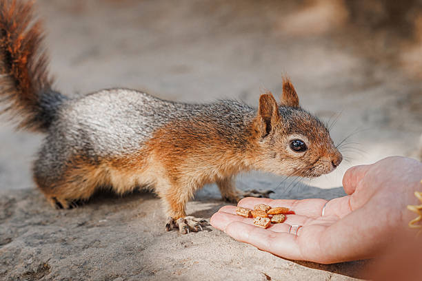 Red squirrel eagerly taking food from a hand in a park, savoring a sunny day and creating a delightful moment of connection