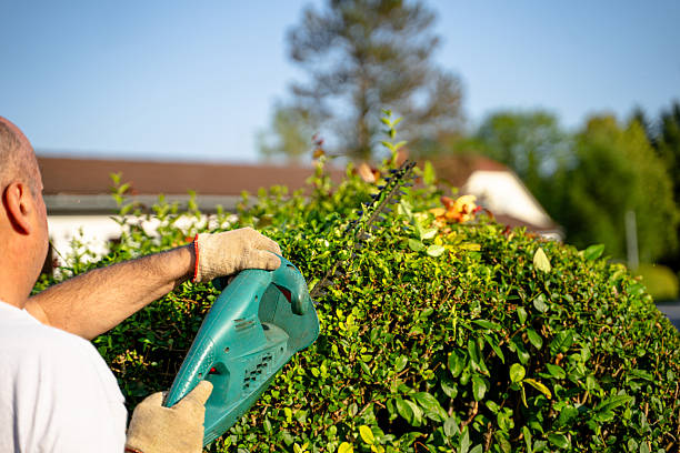 istock Man Trimming Hedge with Electric Trimmer 2227789180