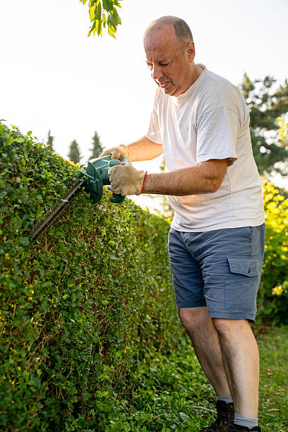 istock Man Trimming Green Hedge with Electric Trimmer 2227789185