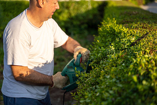 istock Man Trimming Hedge in a Sunlit Garden 2227789189