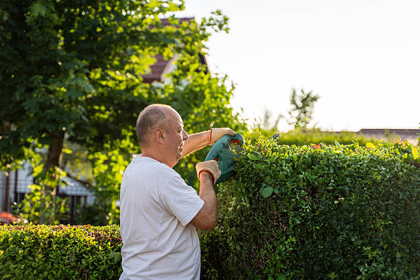 istock Middle aged man Trimming Hedge in Garden 2227789196