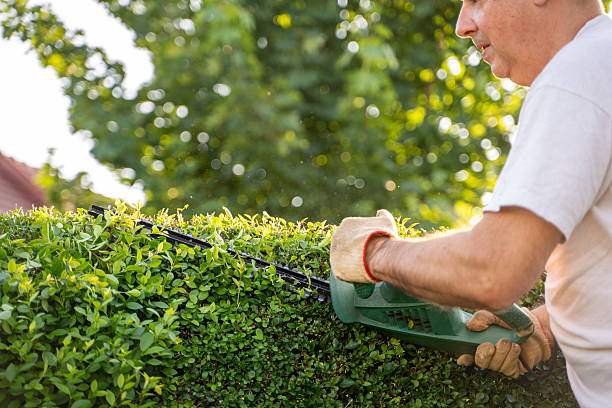 istock Man Trimming Hedge in a Lush Garden 2227789197