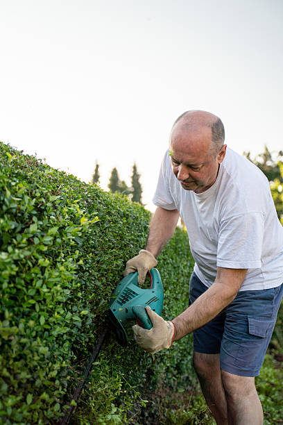 istock Man Trimming Hedge in a Lush Garden 2227789200