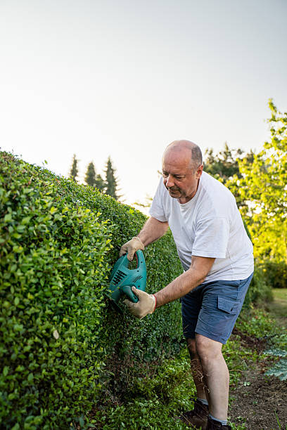 istock Man Trimming Hedge in a Lush Garden 2227789201