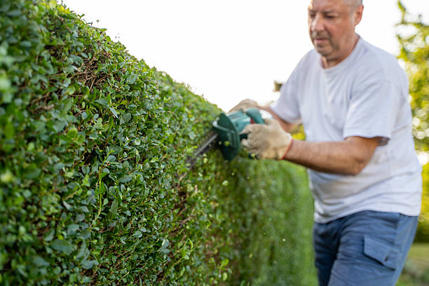 istock Man Trimming a Hedge with Electric Trimmer 2227789209