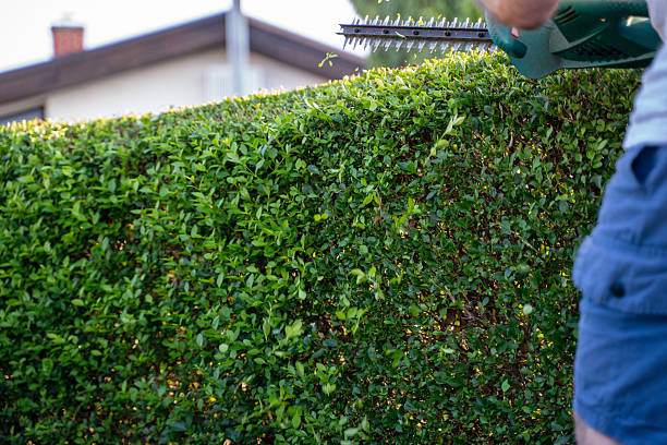 istock Trimming a Lush Green Hedge with Hedge Clippers 2227789221