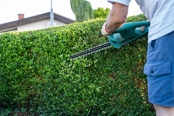 istock Trimming a Lush Green Hedge with Hedge Clippers 2227789226