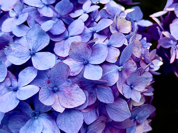 istock Close-up of purple hydrangea flowers 2227791849