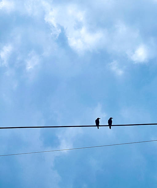 istock Two silhouetted birds perch on a power line against a dramatic, cloudy sky 2227795098