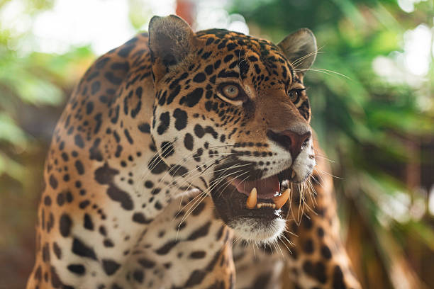 istock Powerful jaguar snarling in the rainforest, displaying its sharp canines and spotted coat, suitable for stock uses in wildlife education, adventure, or jungle predator visuals. 2227797282