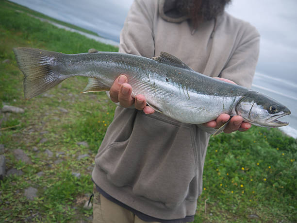 istock Holding Fresh catch Arctic char fish in the hands 2227797447