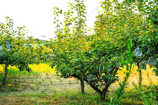 istock Nashi pear orchard in Korea. 2227799098