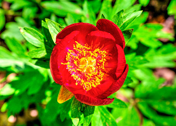 Beautiful peony flower close up view