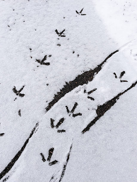 istock Bird tracks crossing snowy asphalt road 2227799857