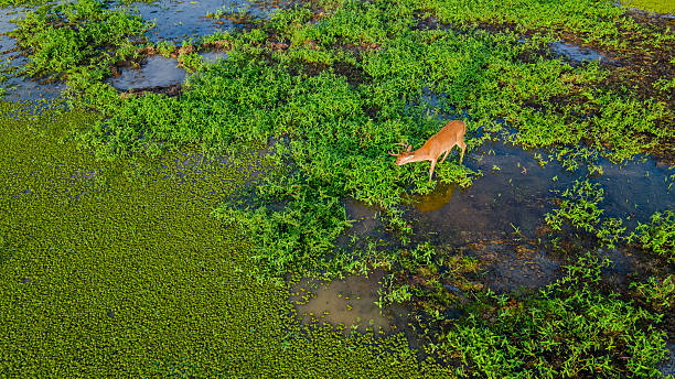 istock Deer in Lush Wetland Landscape 2227800084