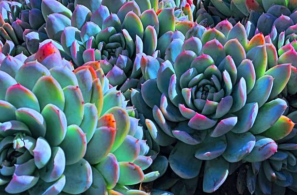 istock Close Up of Echeveria Blue Mist Succulent 2227801040