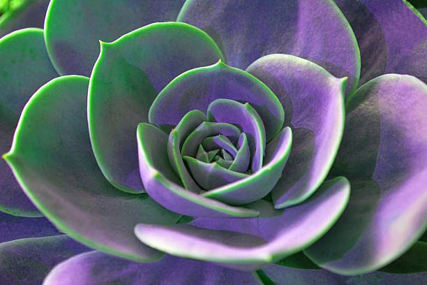 Close Up of Violet and Green Echeveria Lola Succulent Plant