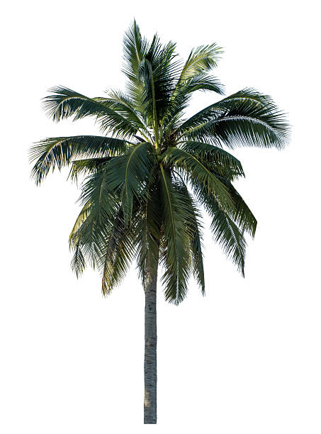 istock Coconut palm tree isolated on white background with clipping path, suitable for print and web pages. 2227802883