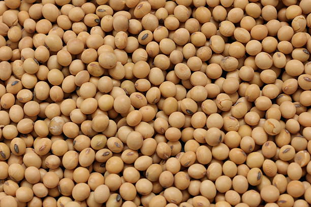istock Soybean background, top view of a soy bean seed texture background 2227807077
