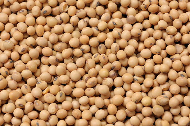 istock Soybean background, top view of a soy bean seed texture background 2227807091