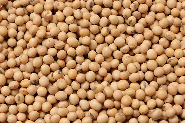 istock Soybean background, top view of a soy bean seed texture background 2227807093