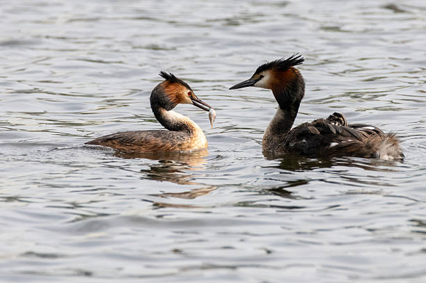 istock The great crested grebe feeds the baby. 2227807112