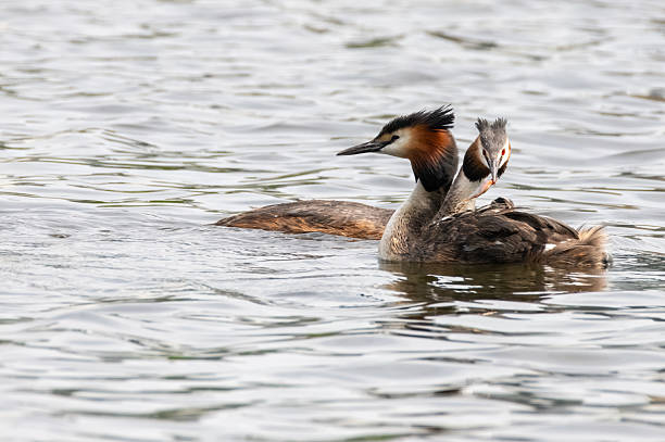 istock The great crested grebe feeds the baby. 2227807115
