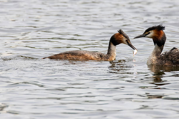 istock The great crested grebe feeds the baby. 2227807142