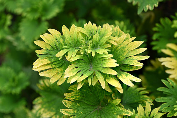 Green leaves background, nature wallpaper.