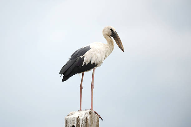istock The egret stands on a pole. 2227807480