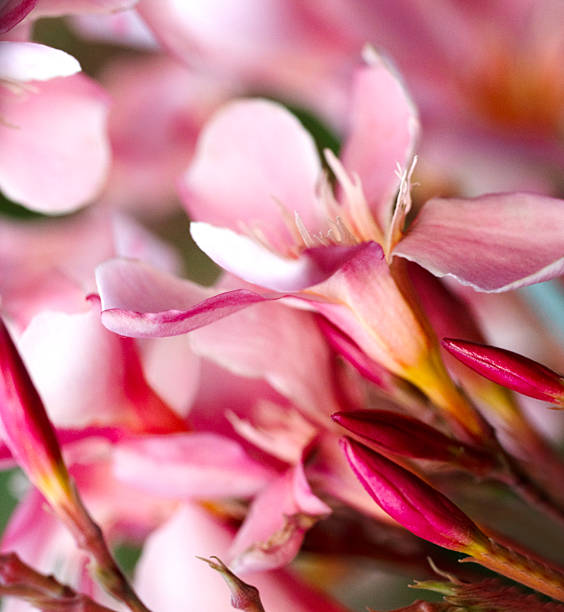 Nerium oleander. Beautiful pink flowers close-up. Nature.