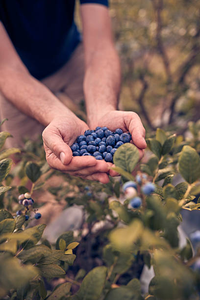 istock Farmer holding fresh blueberries on a farm. 2227809363