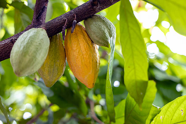 istock Cacao Tree (Theobroma cacao). Organic cocoa fruit pods in nature. 2227809401