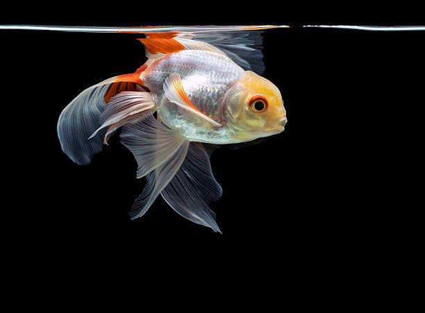 istock goldfish isolated on a dark black background 2227809408